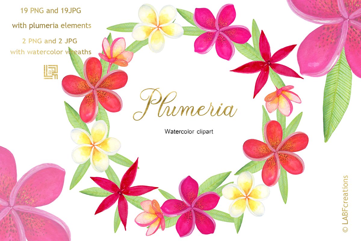 柔和优雅的手绘水彩热带花卉剪贴画 Plumeria Trop