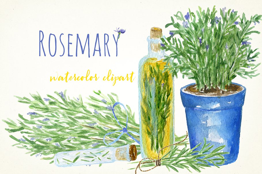 浪漫水彩手绘迷迭香剪贴画合集 Rosemary. Water