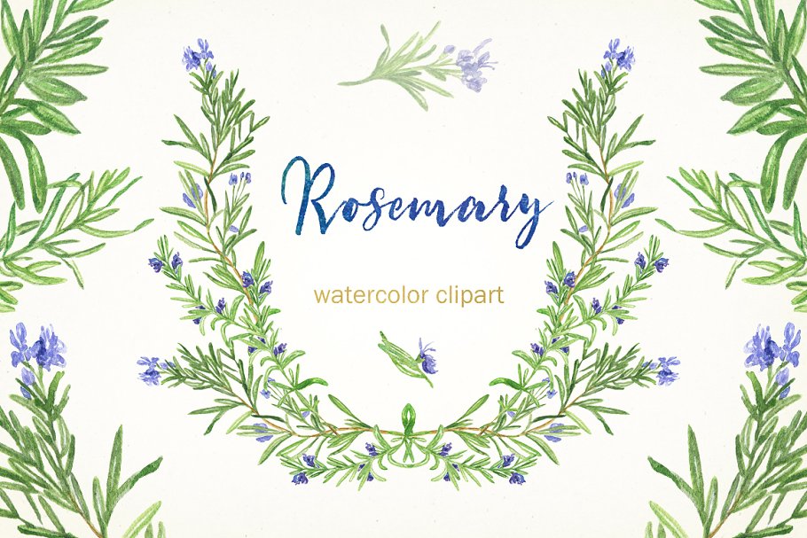 浪漫水彩手绘迷迭香剪贴画合集 Rosemary. Water