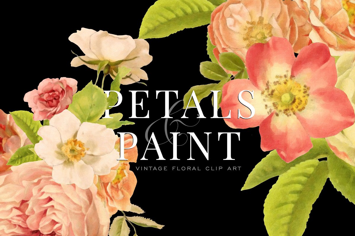 复古油画质感花卉花瓣纹理 Petals  Paint Flo