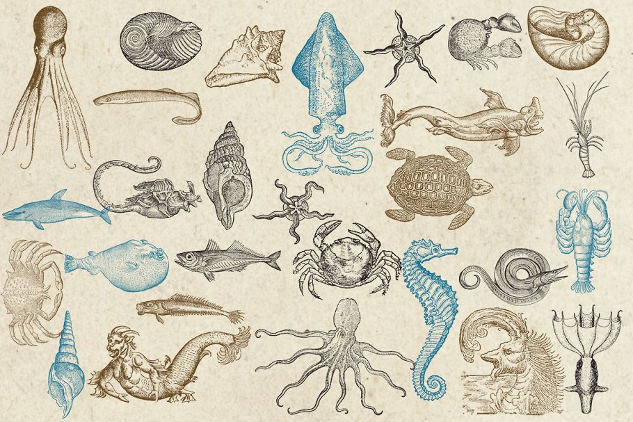 46海洋生物旧书插画集 Antique Sea Creatu