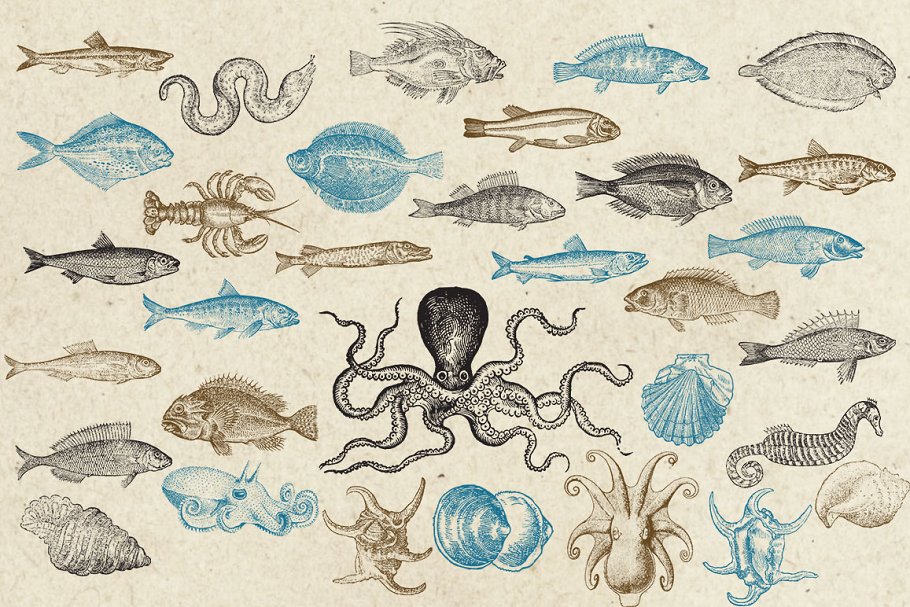 46海洋生物旧书插画集 Antique Sea Creatu