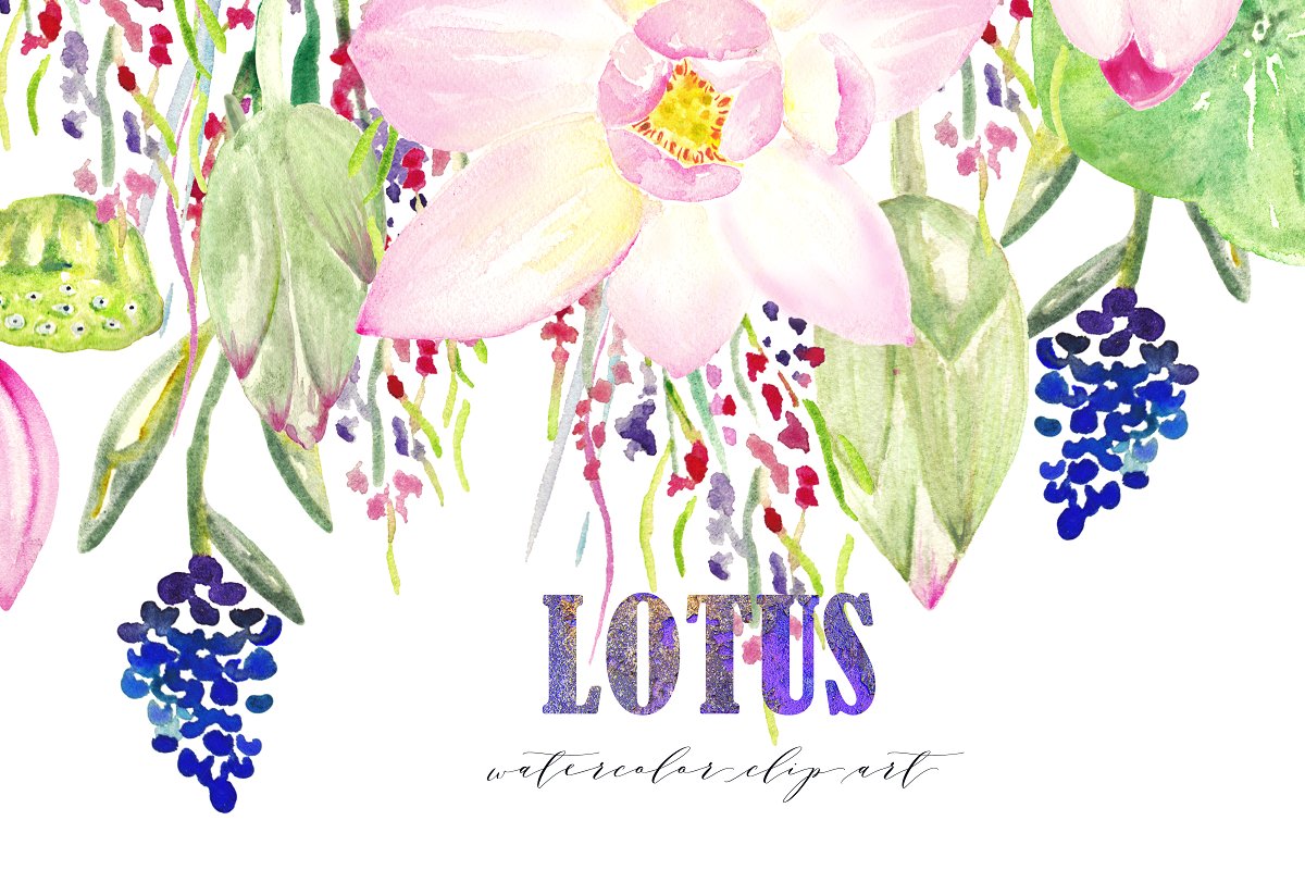 水池荷花素材插画 Pink Lotus. Watercolo