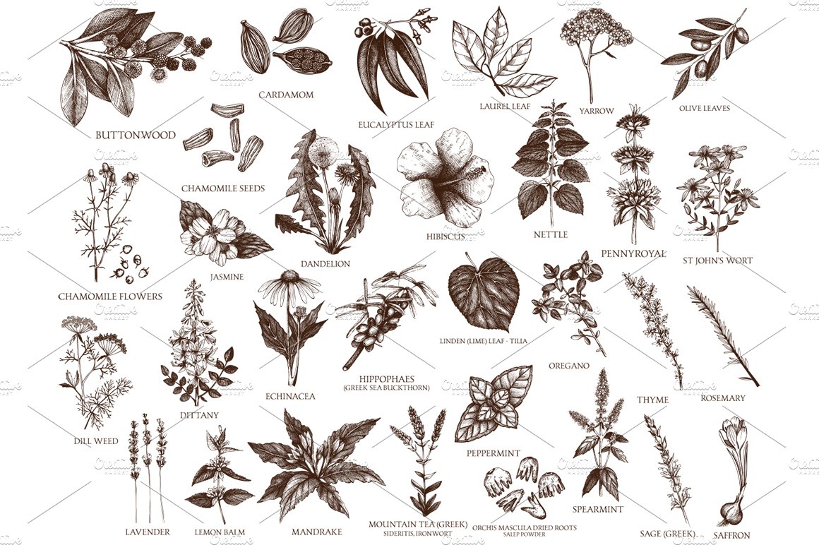 矢量种子植物素描插画 Vector Plants, Herb