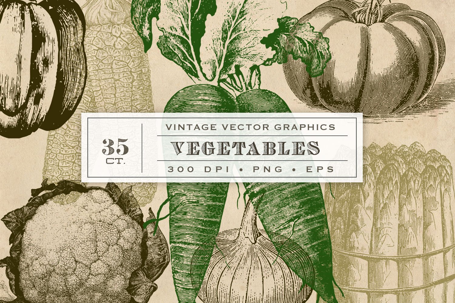 经典蔬菜插画 Vintage Vegetable Garde