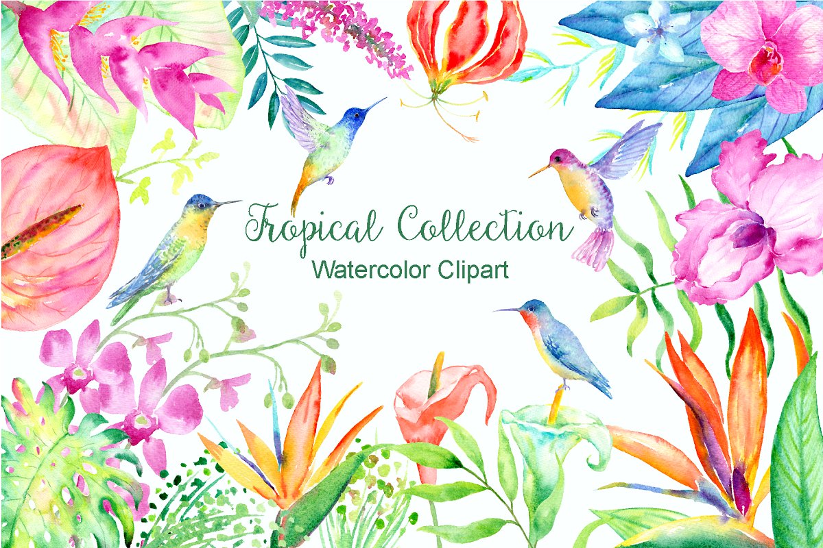 水彩热带花卉插画 Watercolor Tropical F