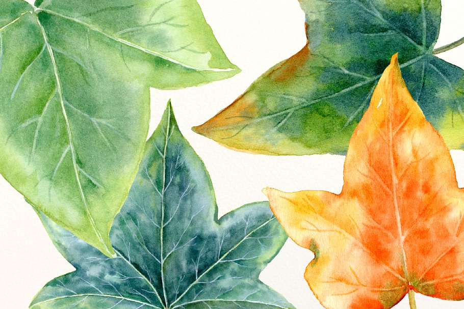 水彩常青藤叶插图 Watercolor Ivy Leaf I