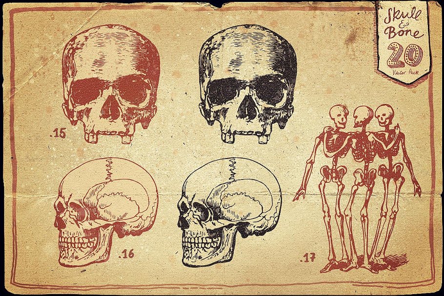 经典头骨矢量插画Skull and Bone Vector