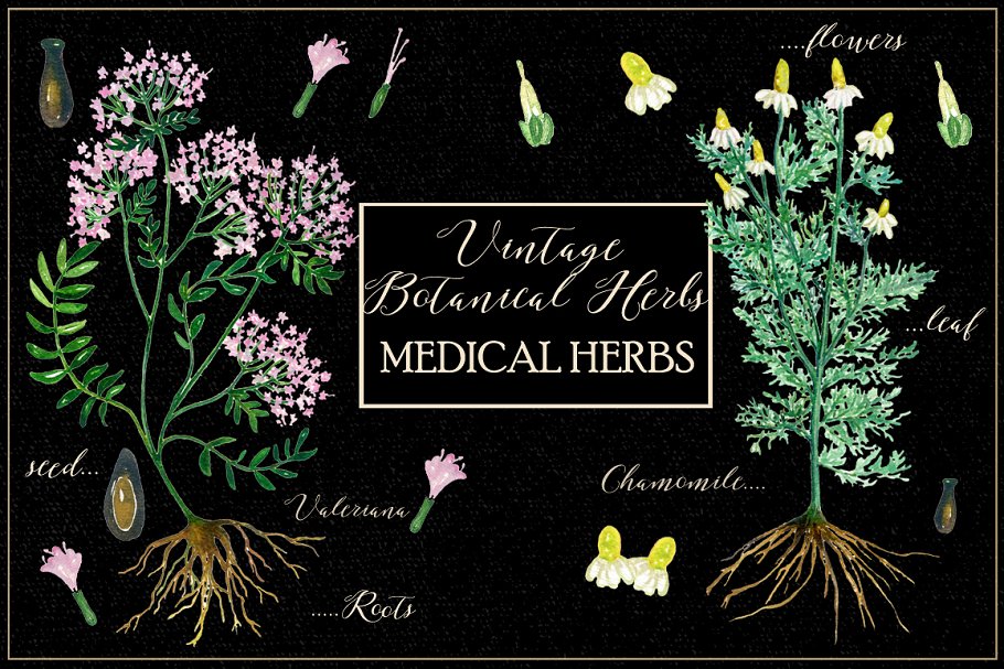 医学植物学插画 Botanical medical plan
