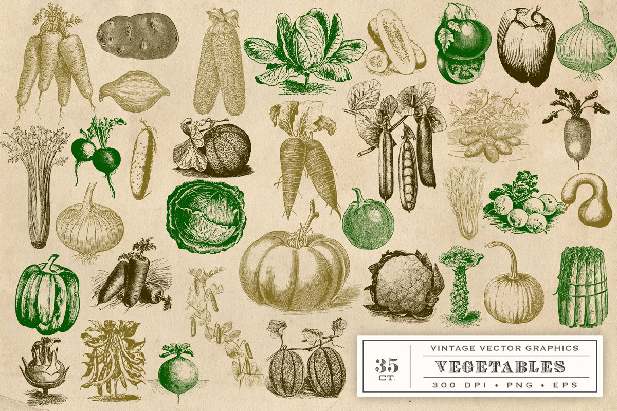经典蔬菜插画 Vintage Vegetable Garde