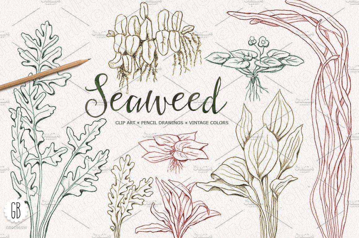 经典手绘海藻插画下载 Seaweeds, hand draw