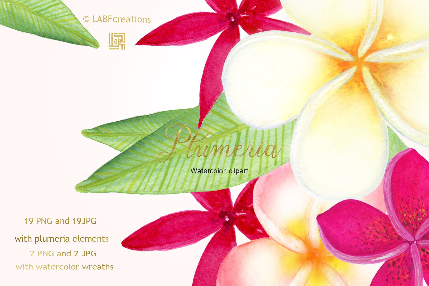 柔和优雅的手绘水彩热带花卉剪贴画 Plumeria Trop
