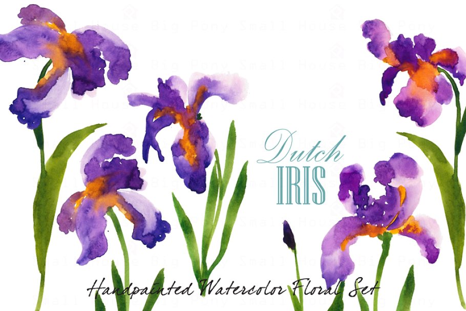 水彩荷兰鸢尾剪贴画 Dutch Iris-Watercolo