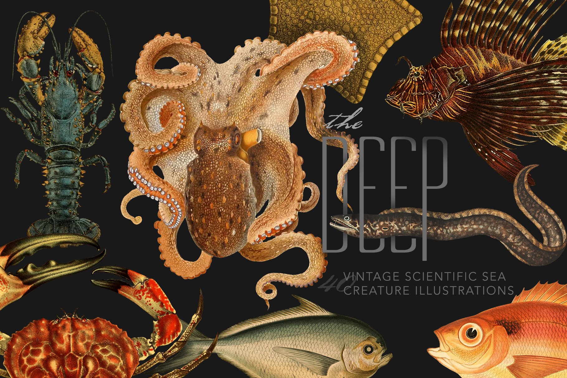 深海生物插图 The Deep Sea Creature I