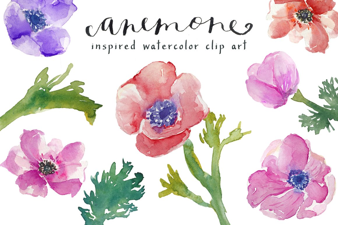 水彩海葵剪贴画 Watercolor Anemones Cl