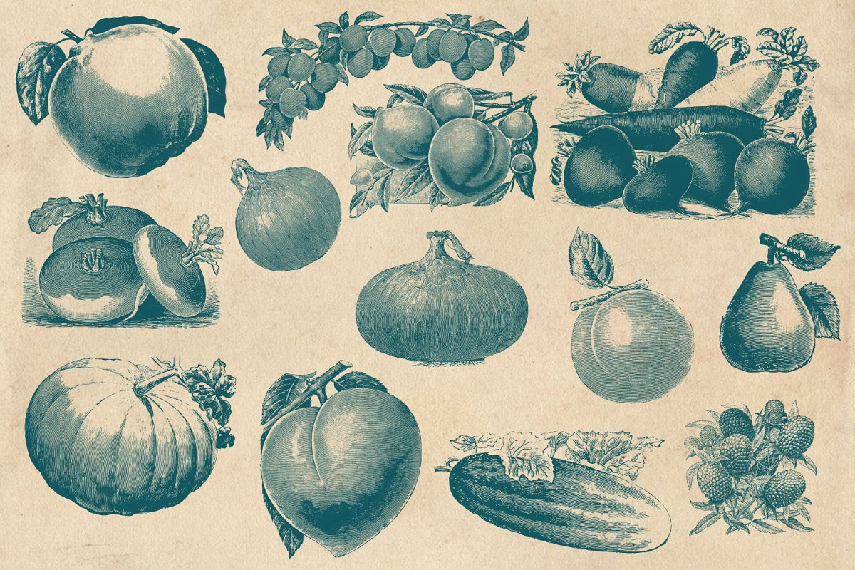 复古素描水果插图 Vintage Fruit Vegetab