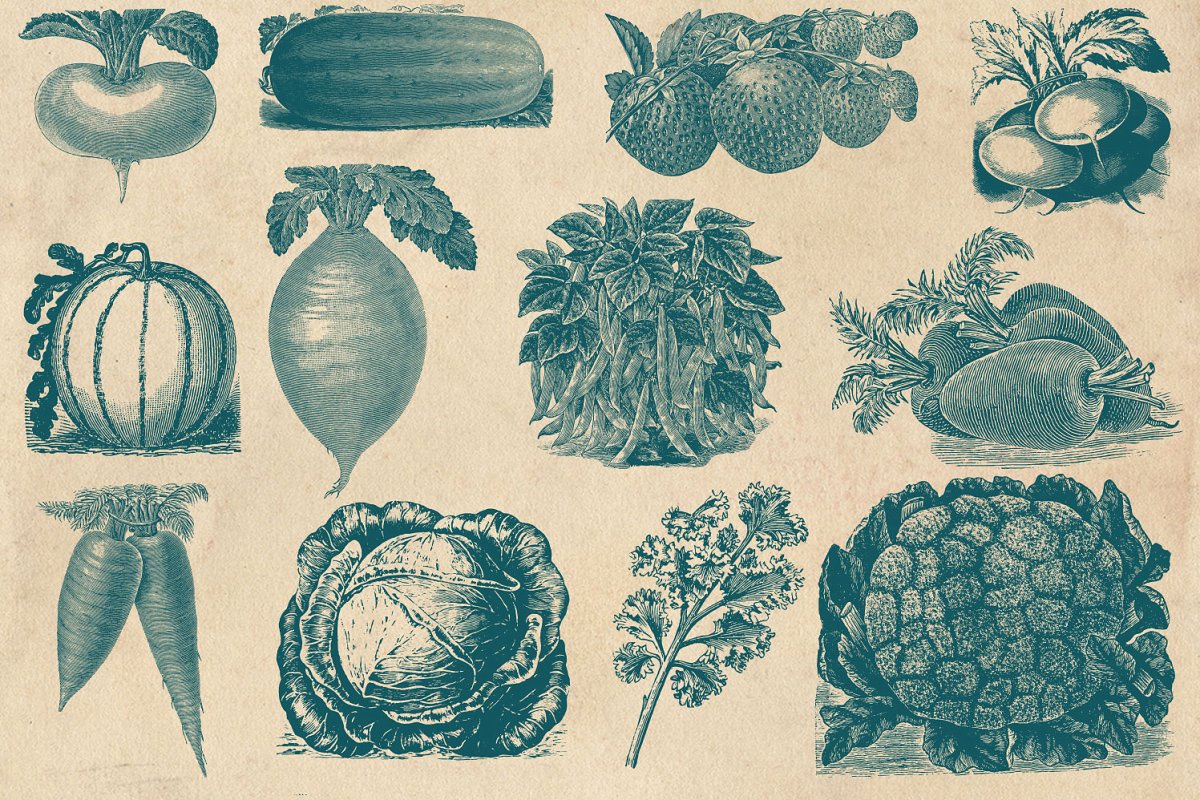 复古素描水果插图 Vintage Fruit Vegetab