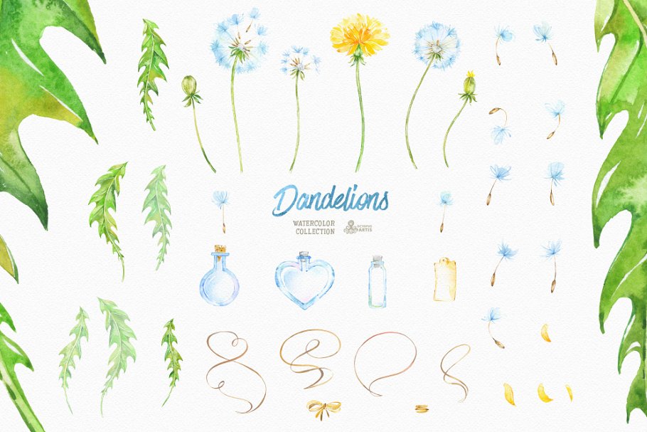 蒲公英花卉插画集 Dandelions Floral Col