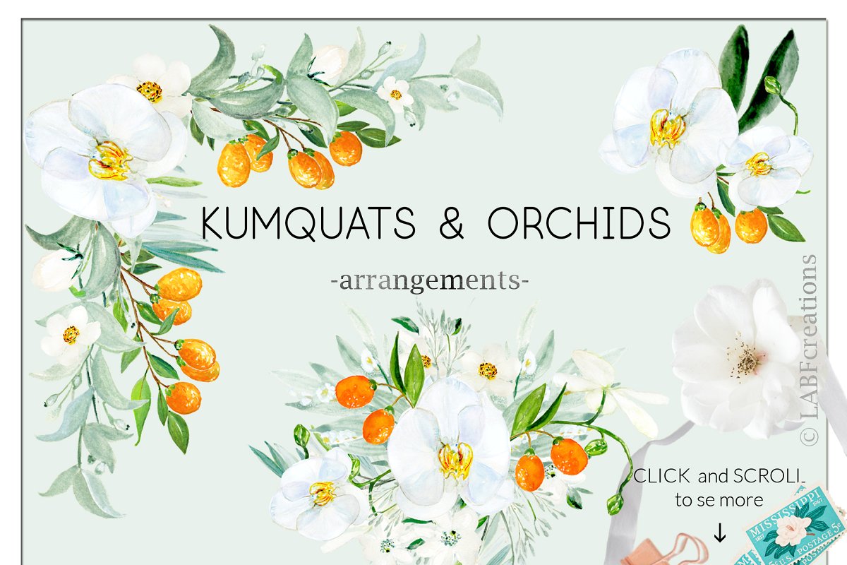 金桔兰花水彩插画 Kumquat white orchids