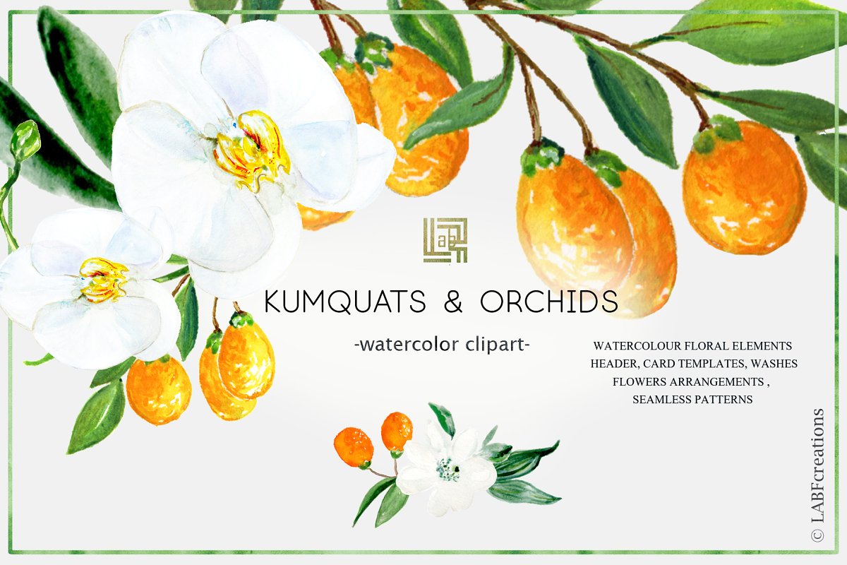 金桔兰花水彩插画 Kumquat white orchids