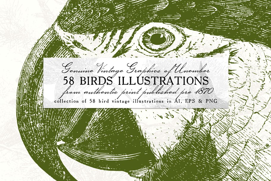 4复古鸟类插画素材 58 Birds Illustratio