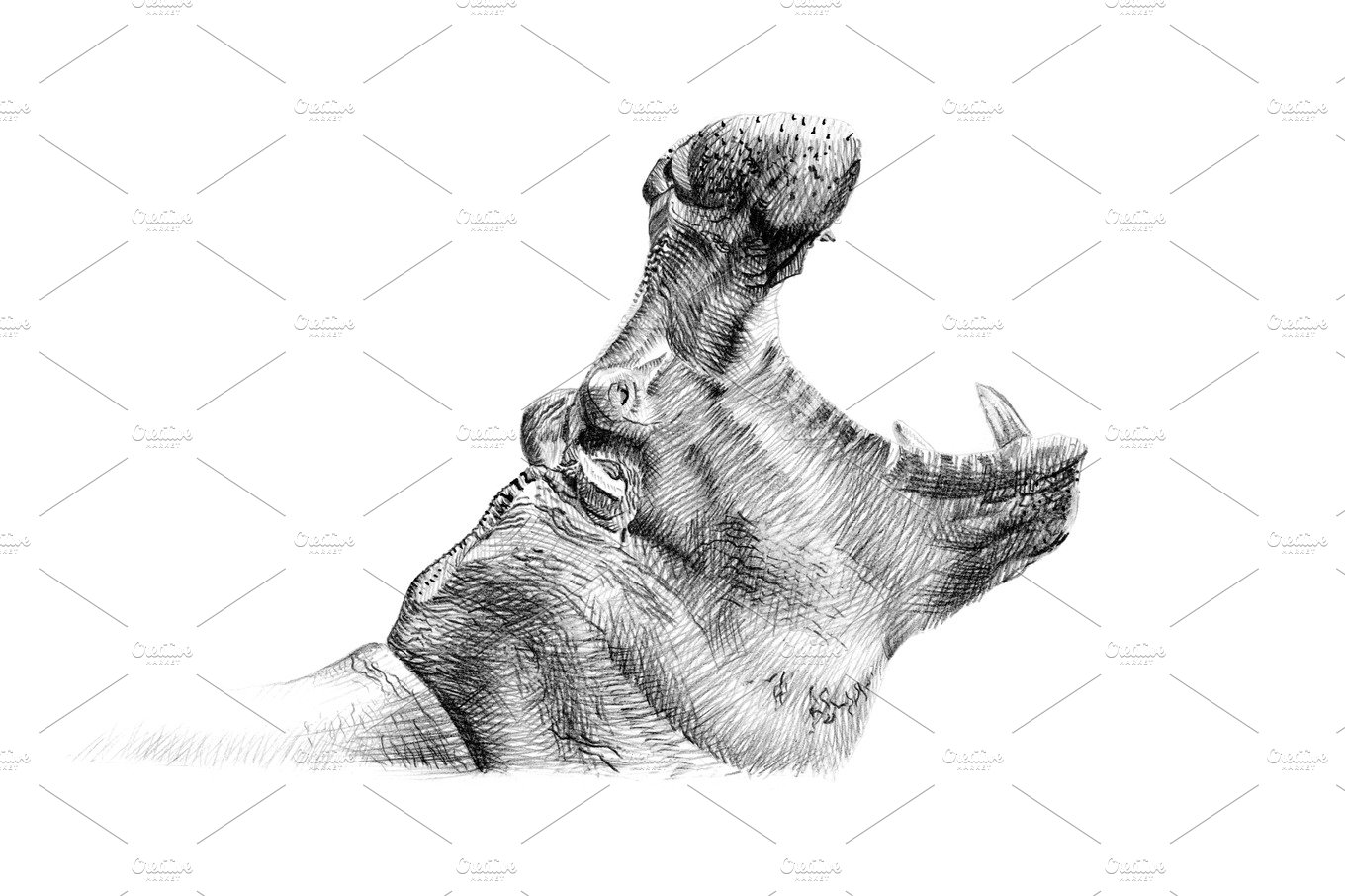 手绘河马肖像 Portrait of hippo drawn