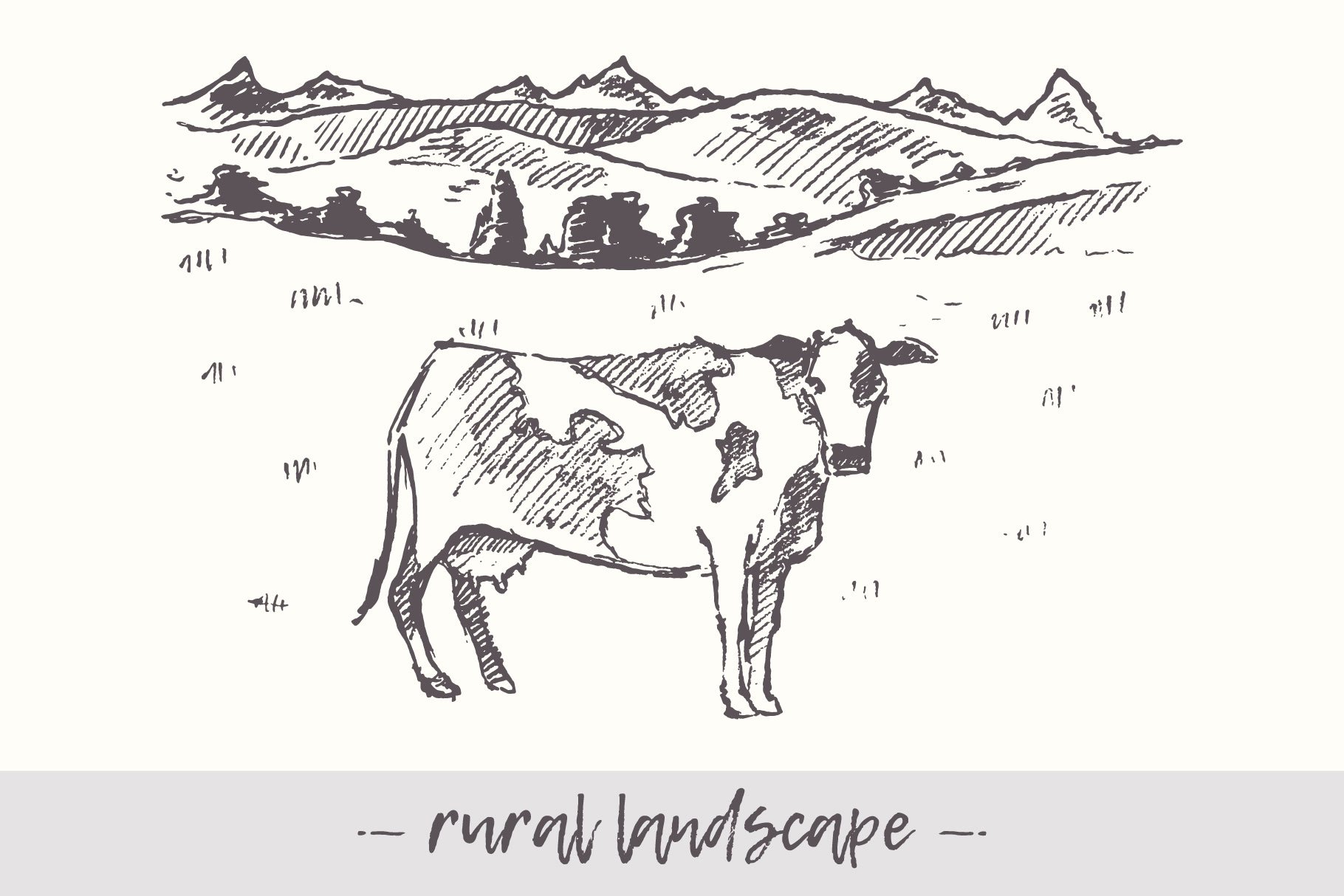 农村景观和牛的插画 Rural landscape and