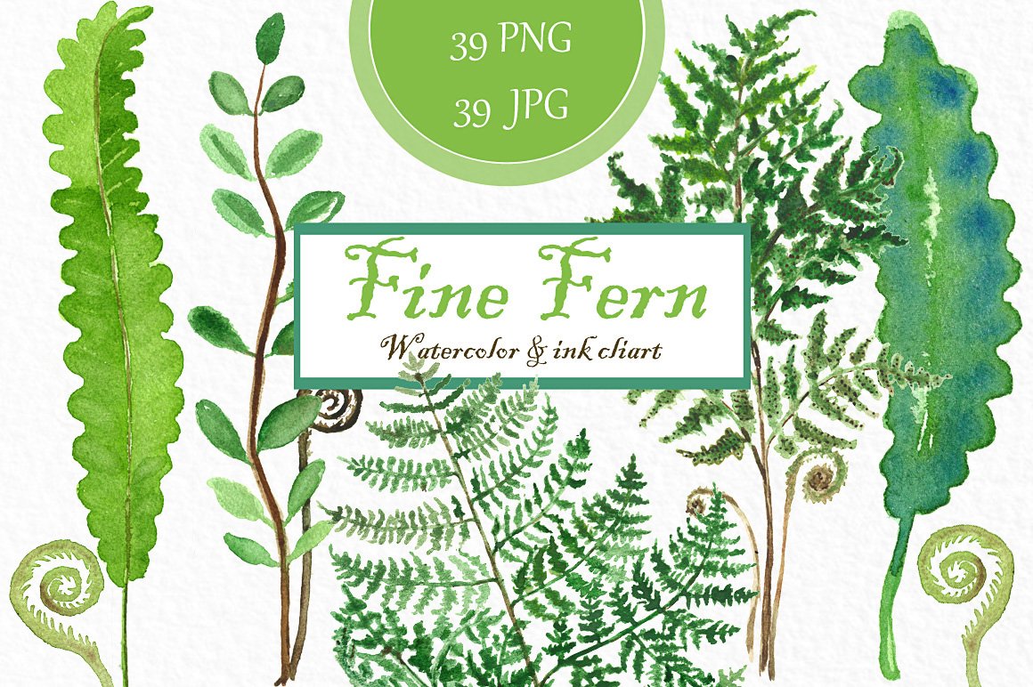 精蕨类植物水彩植物插画 Fine ferns waterco