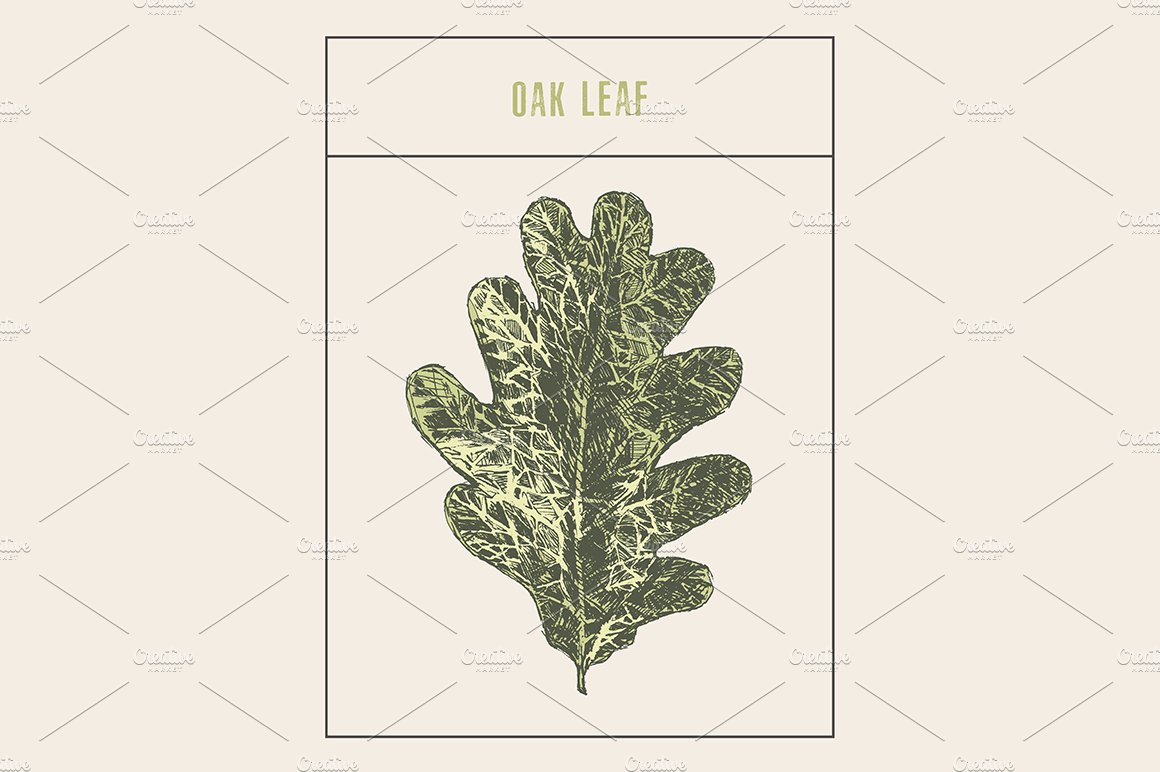 橡树叶插画插图 Oak leaf #1149487