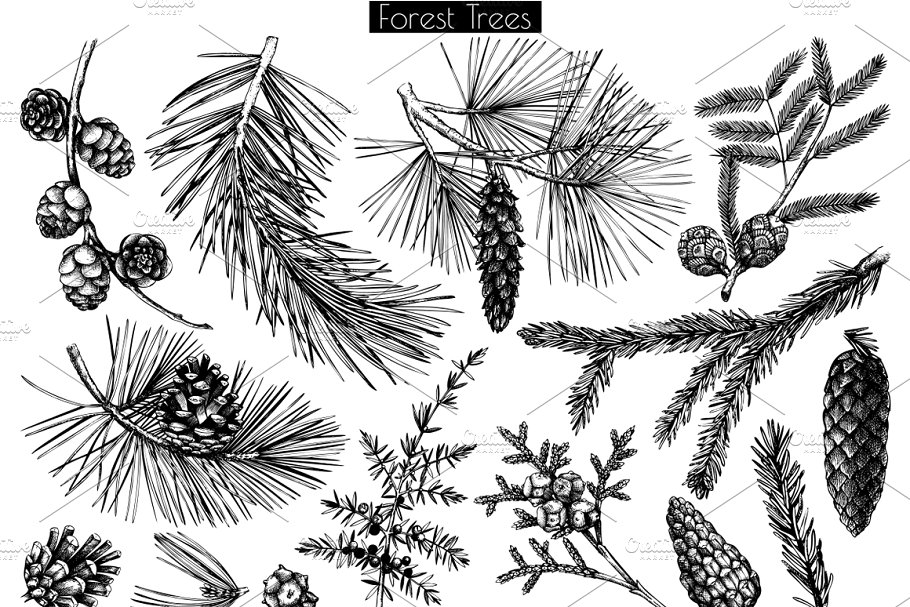 黑白植物插画素描素材 Black Vector Trees