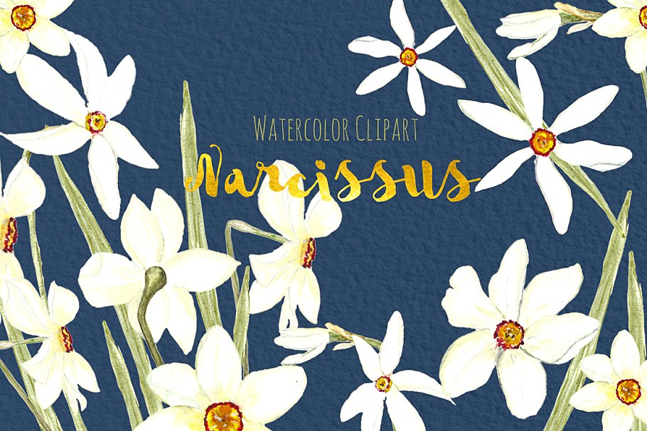 白水仙水彩画素材包 White Narcissus Wate