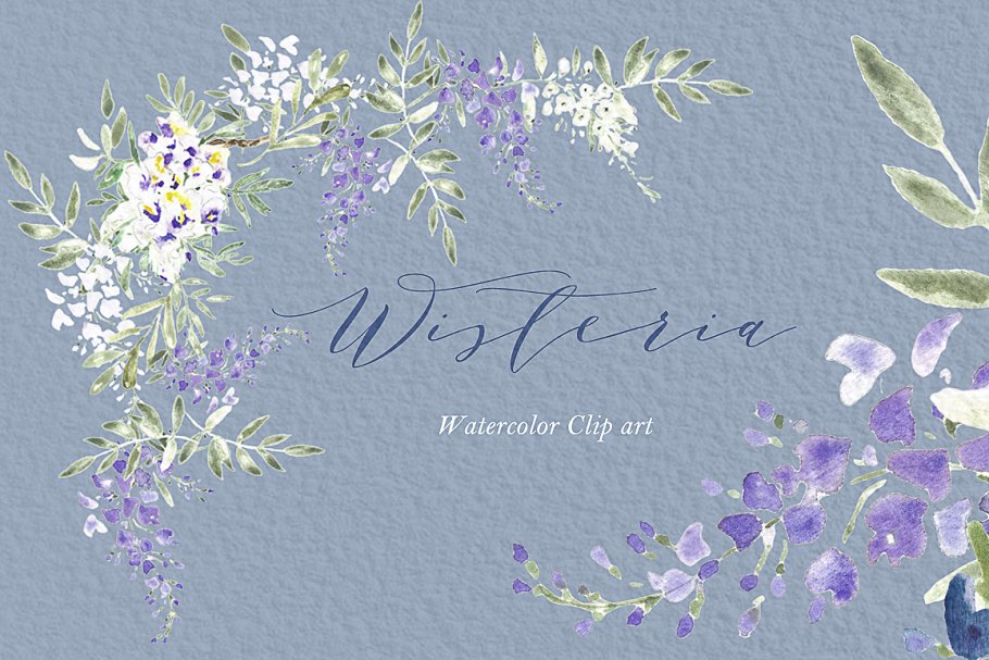 紫藤水彩画图形 Wisteria wedding water