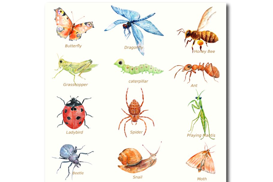水彩昆虫图案背景纹理 Watercolor Insects