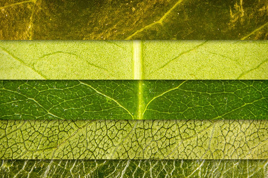 绿叶效果的背景纹理素材 Leaf Textures Pack