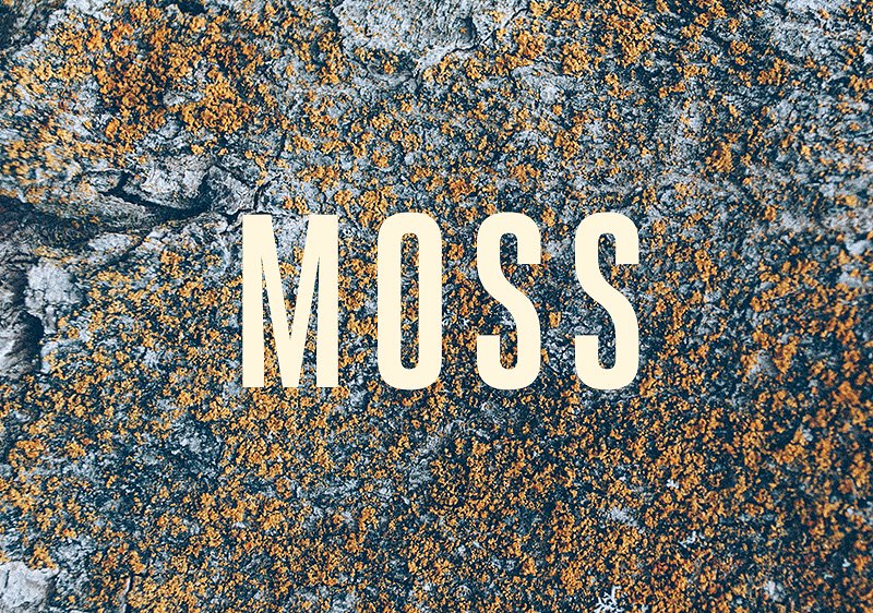 16款苔藓照片纹理 16 Moss Photo Textur