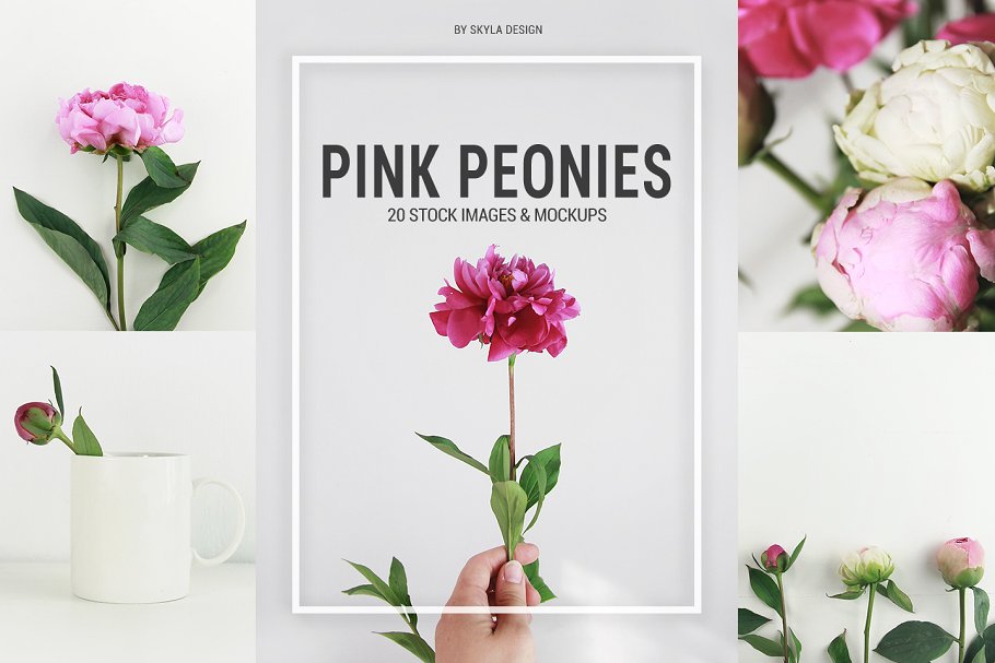 简单的照片样机 Pink peonies stock &am