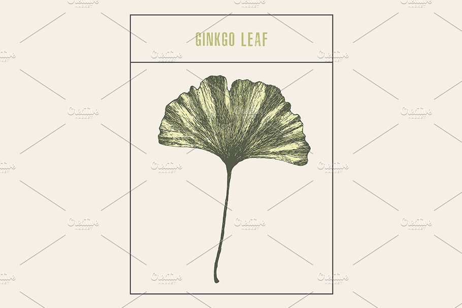 复古银杏插画 Ginkgo leaf #141216
