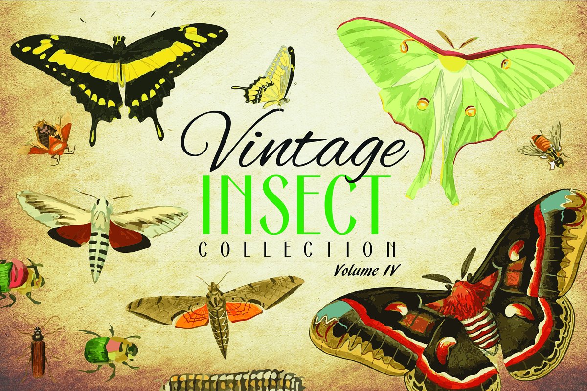 154款复古昆虫矢量插画套装 Vintage Insect
