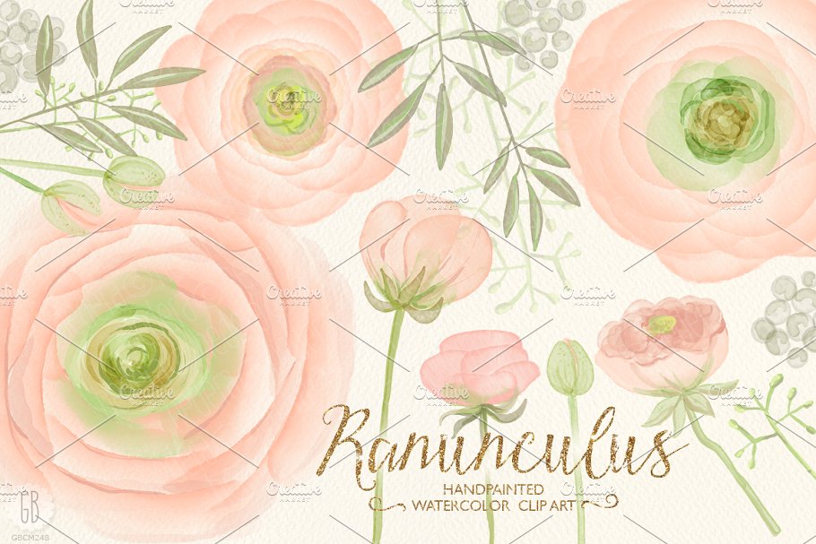 水彩花卉素材 Watercolor ranunculus,