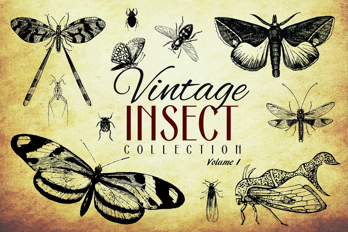 200款复古昆虫矢量插画设计素材Vintage Insect