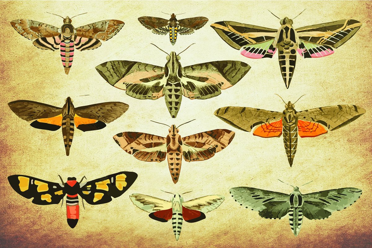 154款复古昆虫矢量插画套装 Vintage Insect