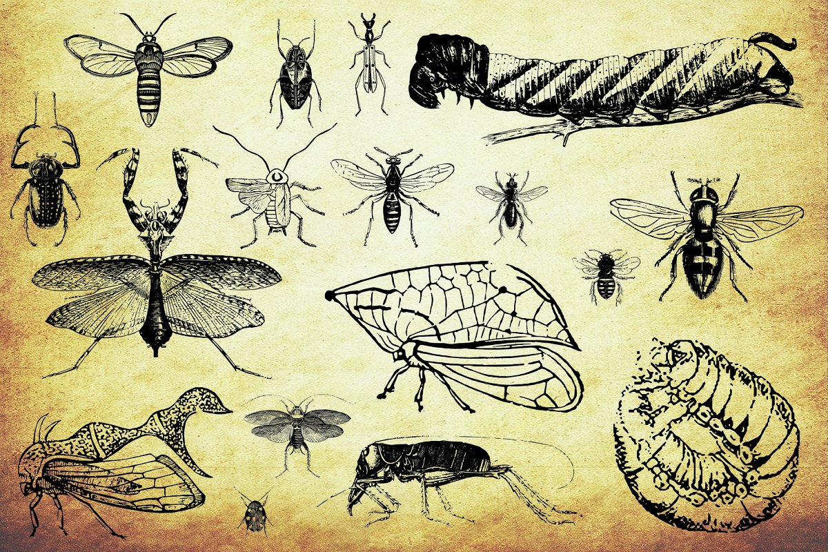 200款复古昆虫矢量插画设计素材Vintage Insect
