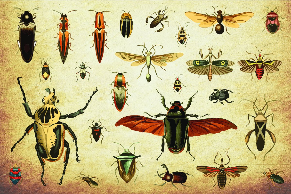 110款复古昆虫矢量插画合集 Vintage Insect