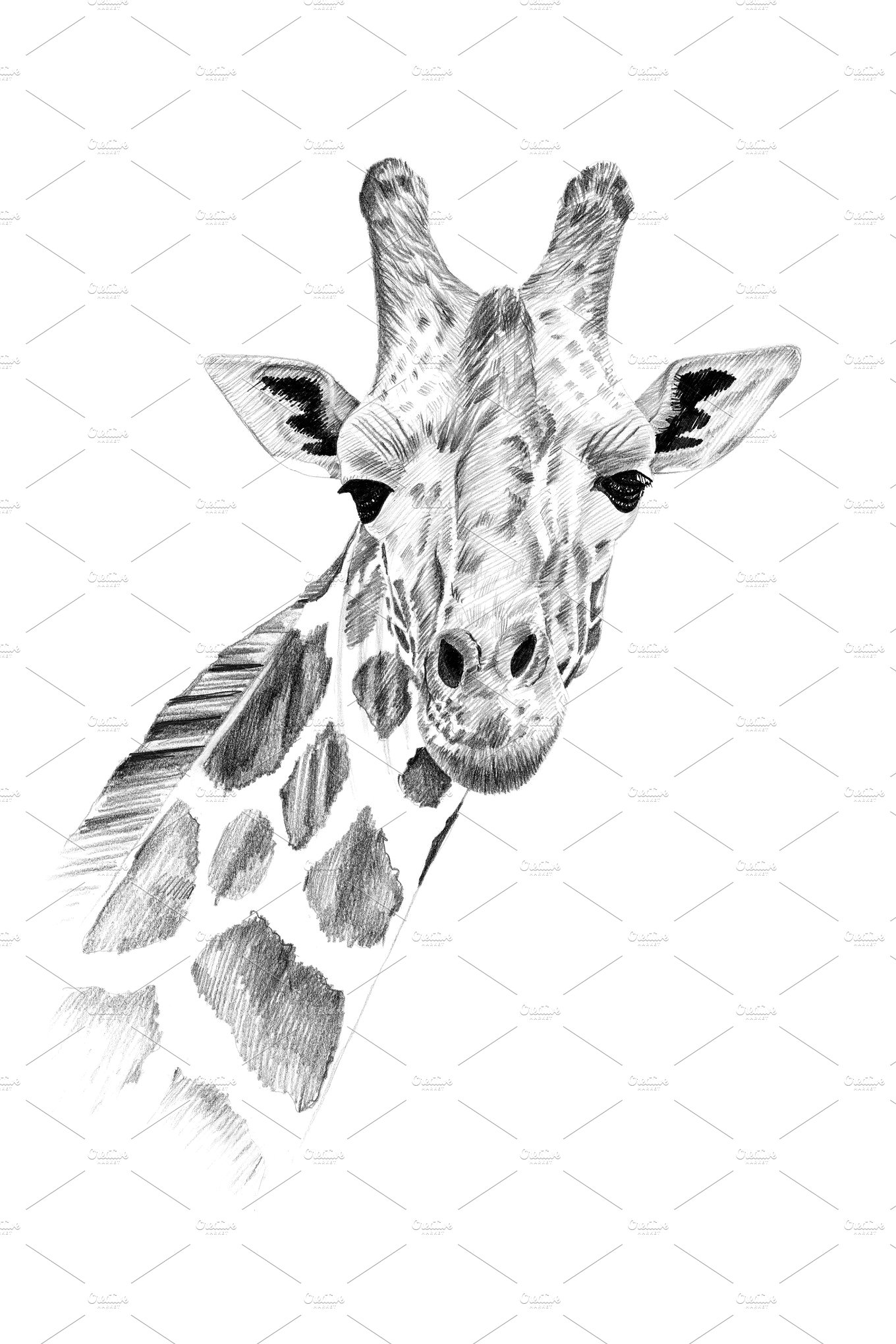 手绘长颈鹿肖像插画 Portrait of giraffe