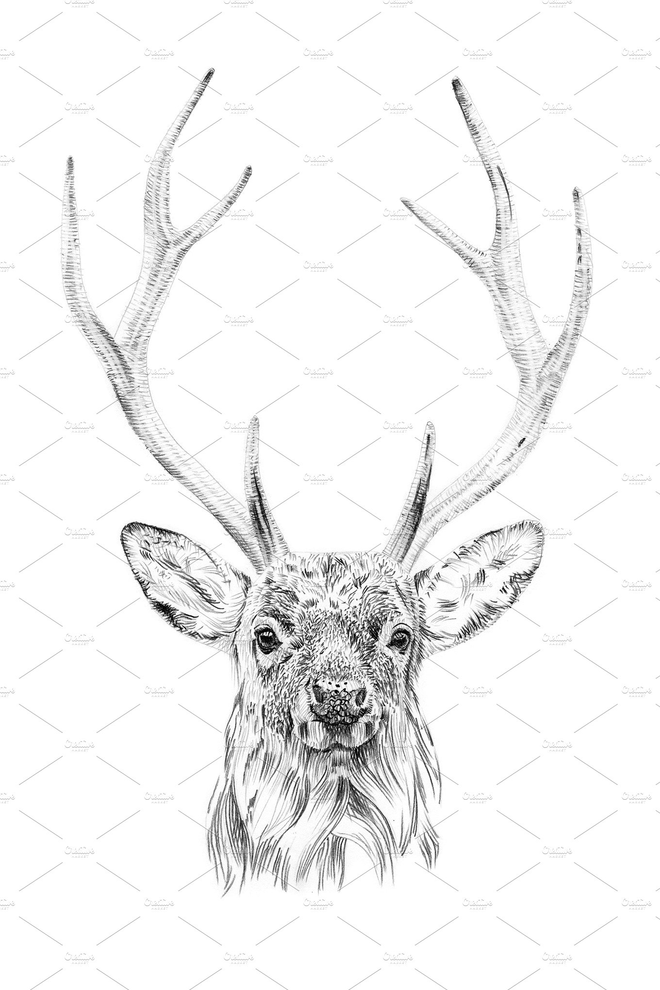 手绘鹿插画素材 Portrait of deer drawn