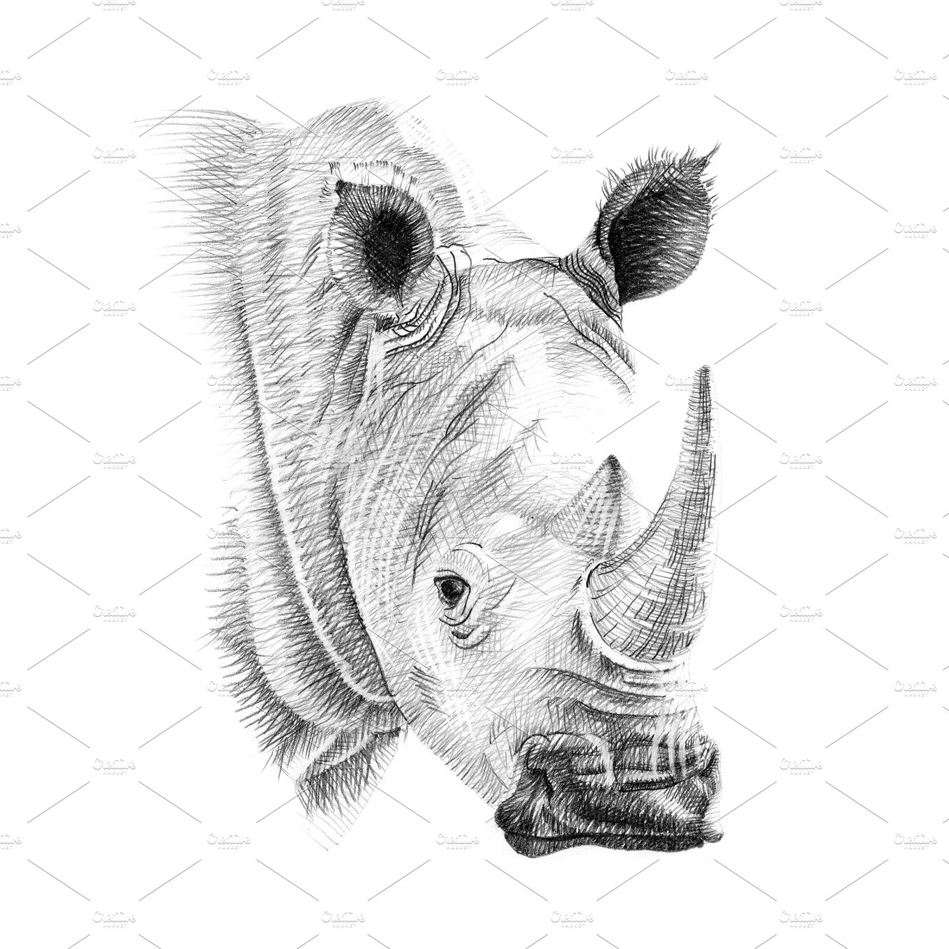 手工绘制的犀牛画像 Portrait of rhino dr