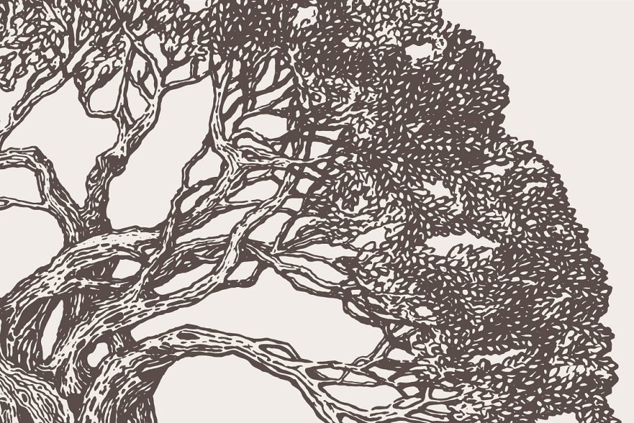 一棵老橄榄树的插图 Illustration of an o