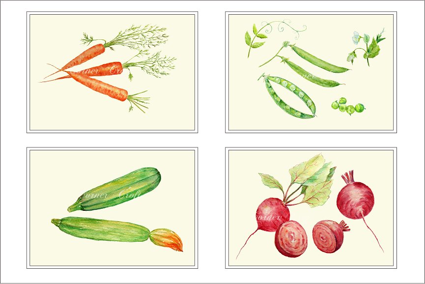 水彩蔬菜素材插画 Watercolor Vegetable