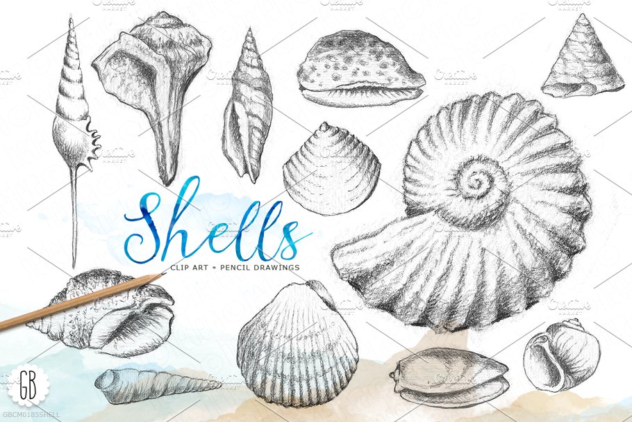 海洋贝壳素描素材 Shells, handdrawn pen