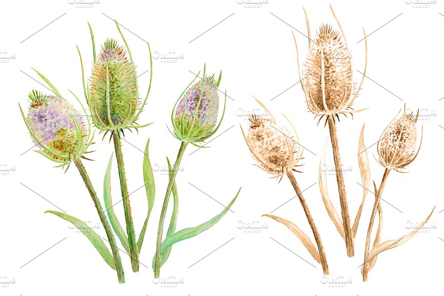 手绘水彩大蓟种子设计素材Watercolor Thistle